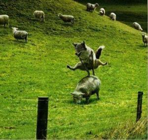 wolf-jumping-sheep1